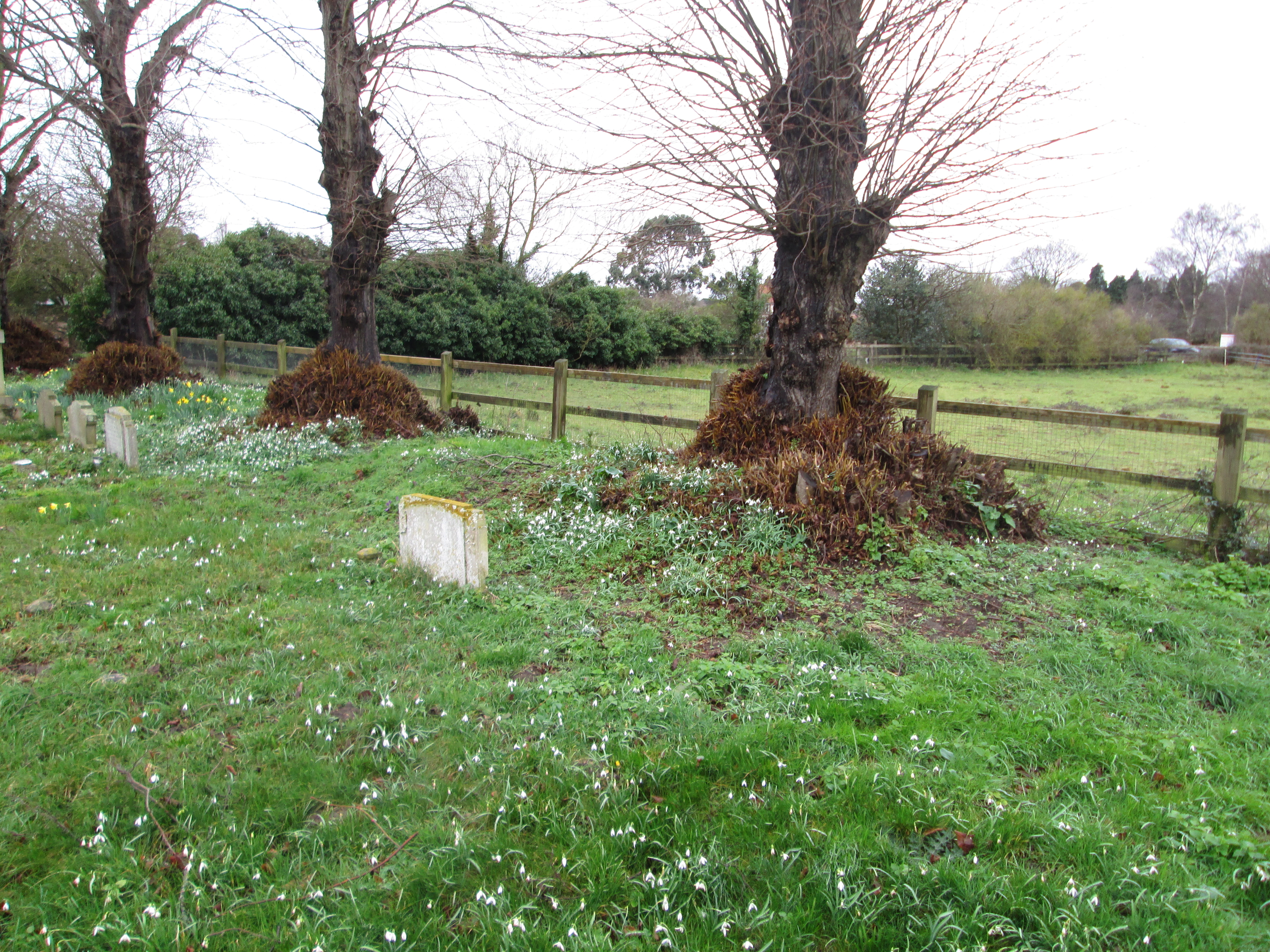 thumbnail of Snape churchyard in the early Spring