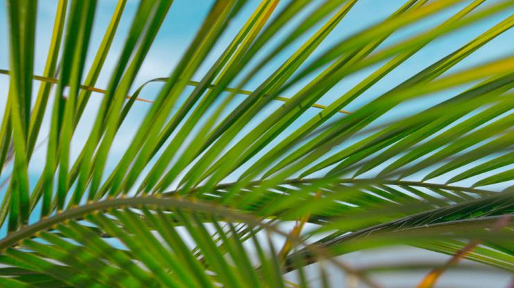 Palm Sunday sung service