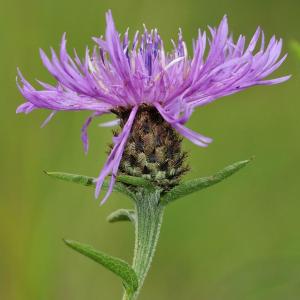 Common/Lesser Knapweed