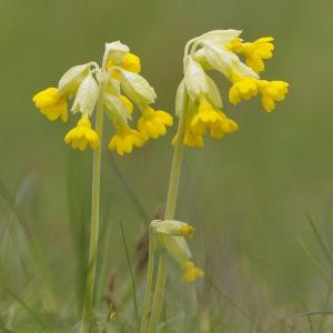 Cowslip (Primula Veris)