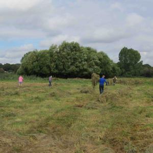 Raking, Snape Marshes, 10/9/21
