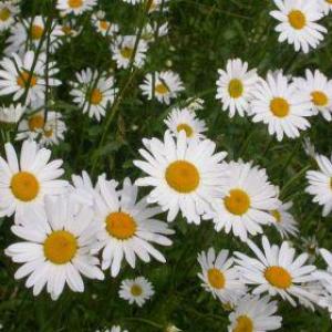 Oxeye daisy