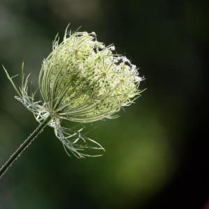 Queen Anne's Lace