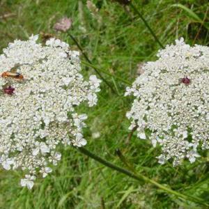 Wild Carrot (Daucus Carota)