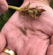 Orchid seeds