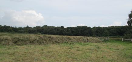 IMG 5010C