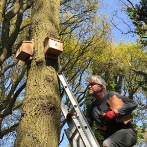 RichardF fitting bat-boxes