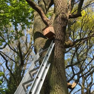 bat-box, 23/4/22