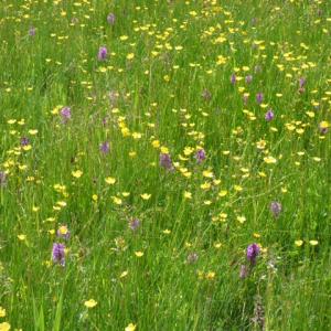 Snape Marshes orchid meadow