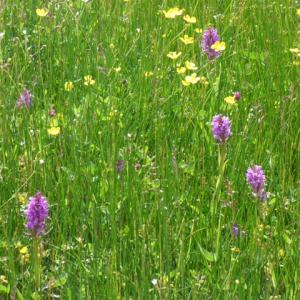 Snape Marshes orchid meadow