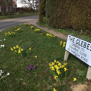 The Glebes daffs crocus