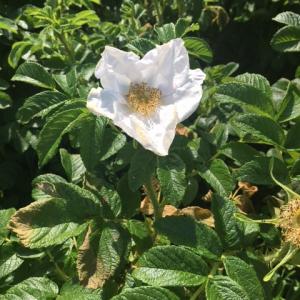 playing field rosa rugosa