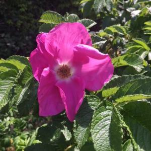 playing field rosa rugosa