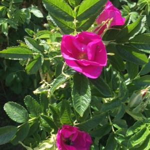 playing field rosa rugosa