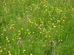 Snape Marshes orchid meadow