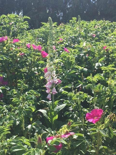 playing field foxglove amongst rosa rugosa IMG 3431