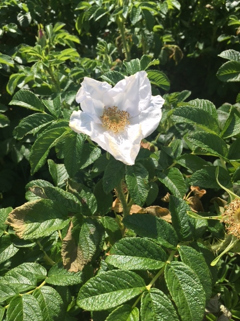 playing field rosa rugosa