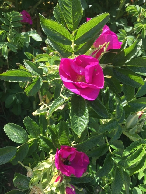 playing field rosa rugosa