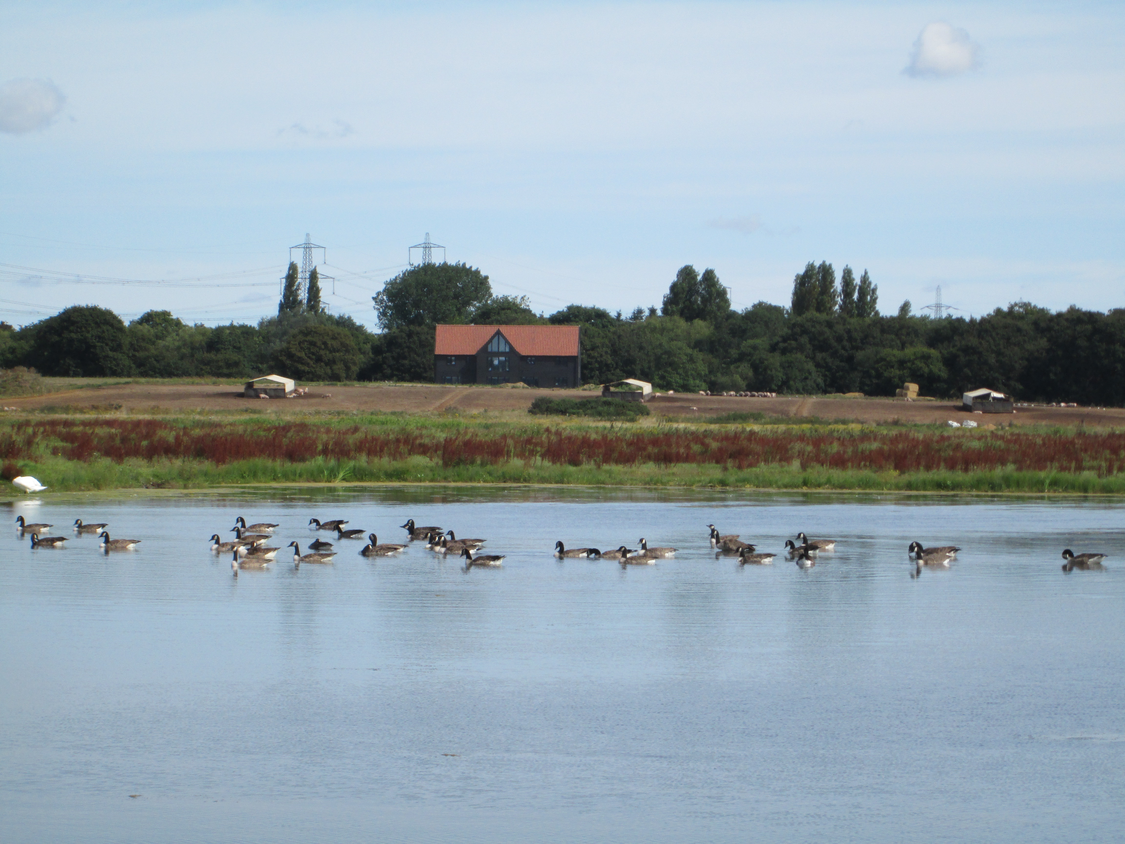 RSPB Botany Marshes