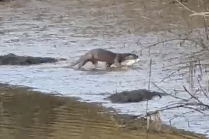 Otter, fishing at Snape Bridge
