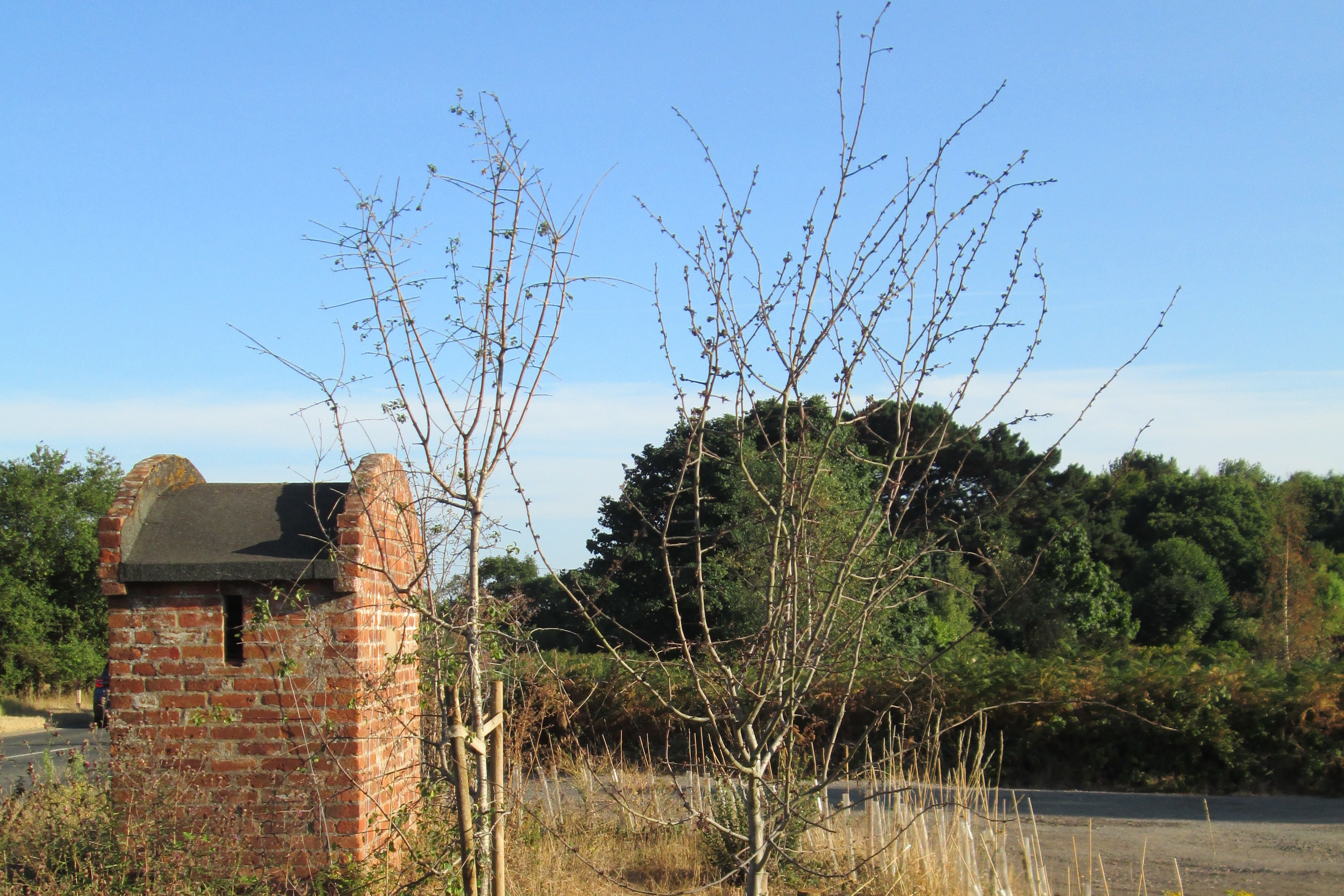 Emergency tree-watering please!