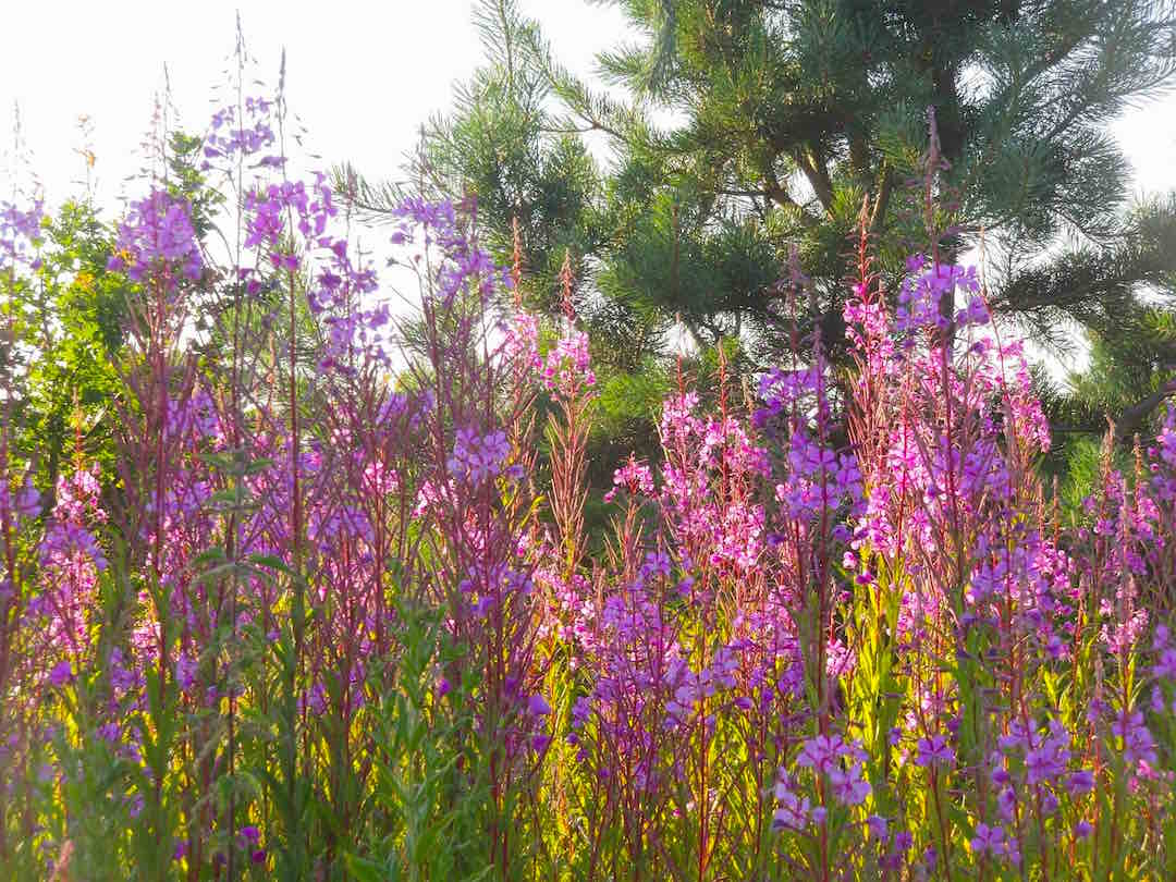 141117 woodlandflowers Priory Wood
