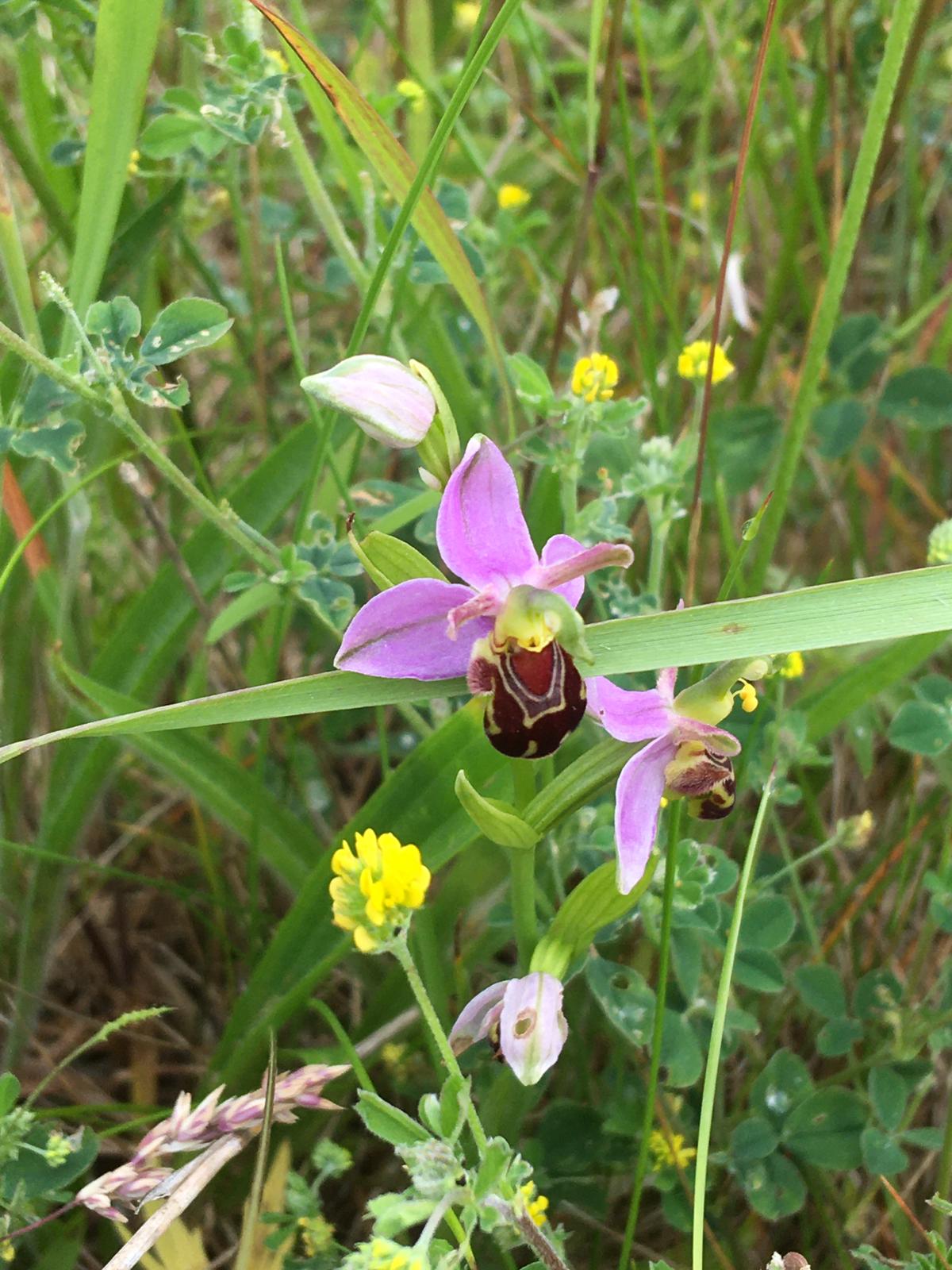 bee orchid