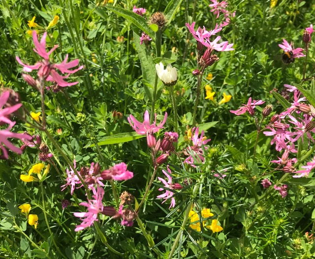 2107 PW mini meadow IMG 2935