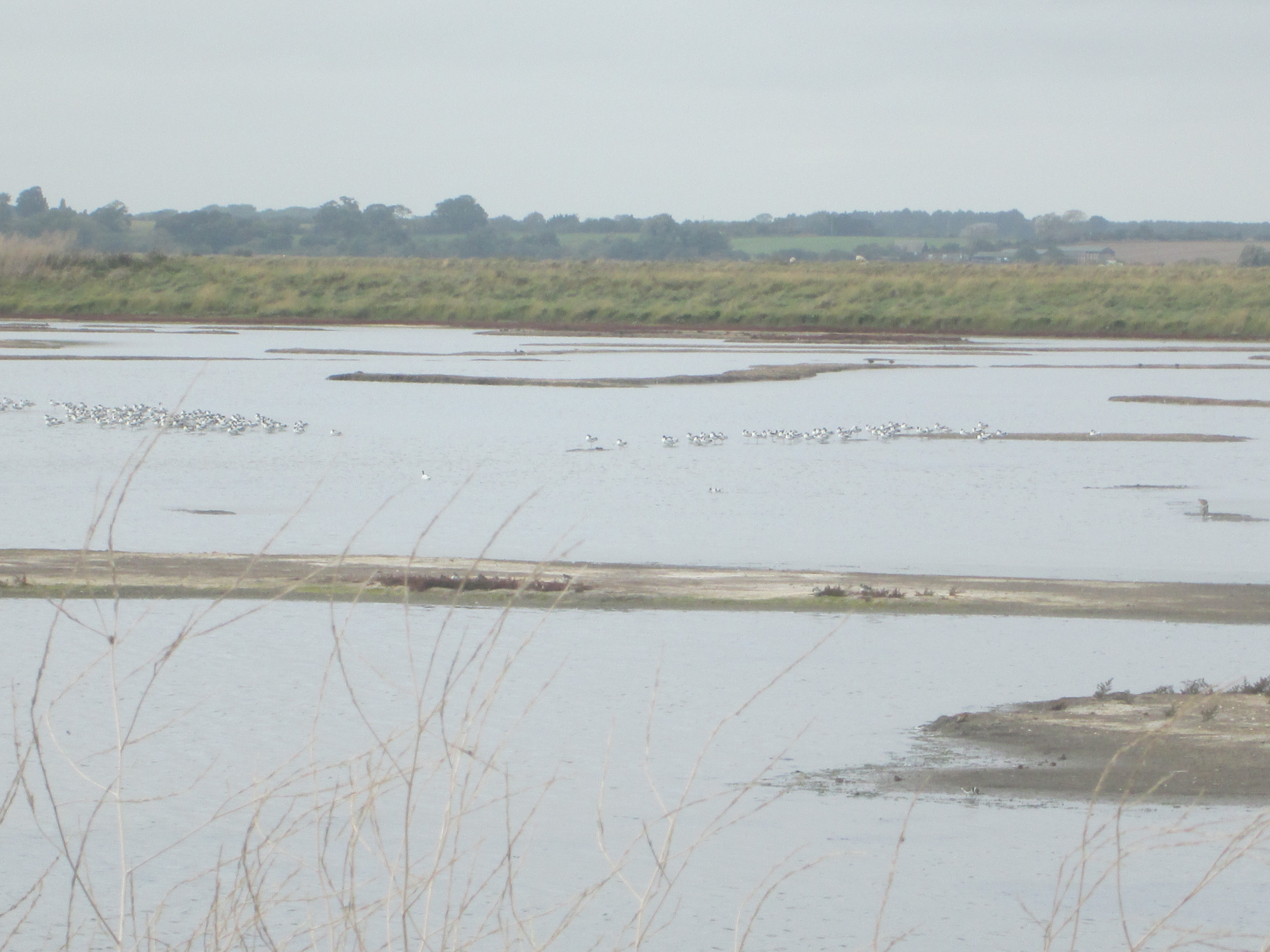 Havergate lagoon (c)SLS