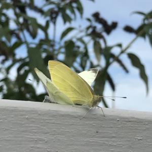 large whites mating