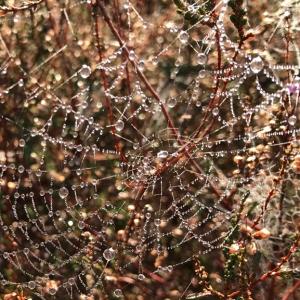 Snape Warren spider's web