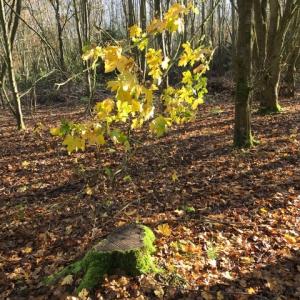 field maple