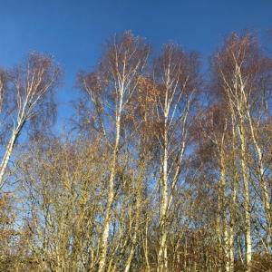 silver birch