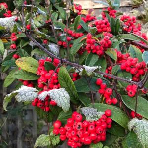 spindle tree berries