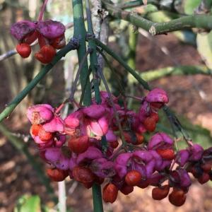 spindle tree berries