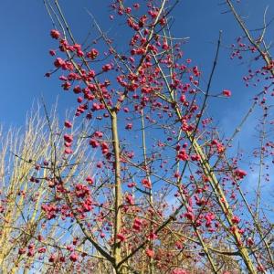 spindle tree berries