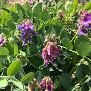 Shingle Street sea-peas