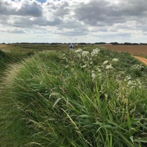 Shingle St wild-carrot