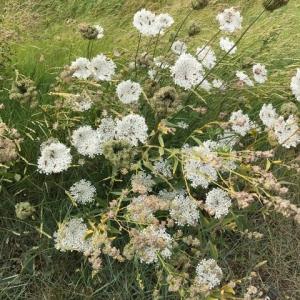 Shingle St wild carrot