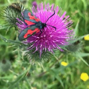 cinnabar moth on thistle