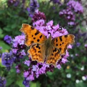 comma butterfly