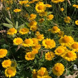 corn marigolds