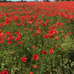 poppy field