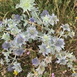 sea thistle at Thorpe Ness