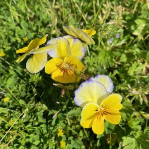 "Petersfield" field pansies