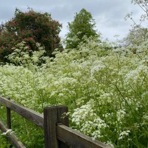 cow parsley at Eastbridge