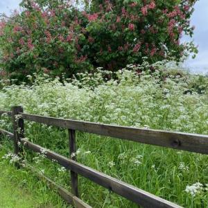 horse chestnuts at Eastbridge