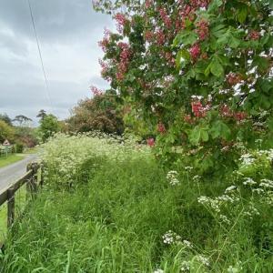 horse chestnuts at Eastbridge