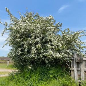 hawthorn at Dunwich Heath