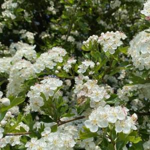 hawthorn at Dunwich Heath
